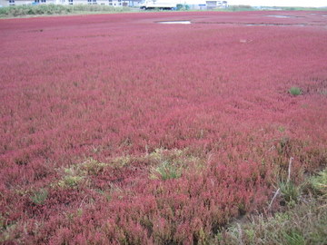 サンゴ草